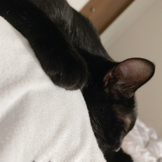 生後6ヶ月の黒猫