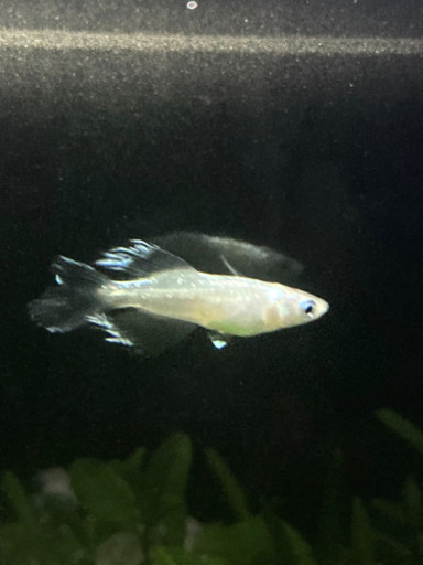 メダカ青蝶クラウンテール稚魚 虎侍 八潮のその他の中古あげます 譲ります ジモティーで不用品の処分