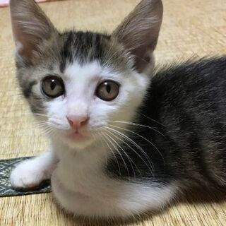 10月11日(日) 三鷹で猫の譲渡会💓キジシロオカッパな男の子 ...