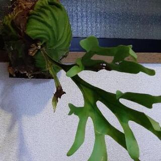 コウモリラン　ビカクシダ　リドレイ