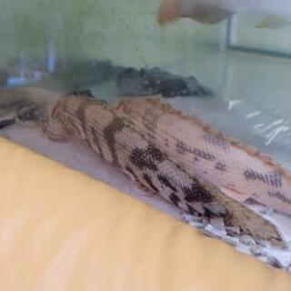 ポリプテルス エンドリケリー 40 オーバー 熱帯魚 大型魚 古代魚 Alba Com Gt