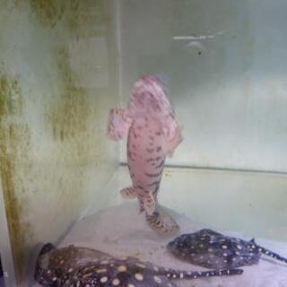 ポリプテルス エンドリケリー 40㎝オーバー 熱帯魚 大型魚 古代魚