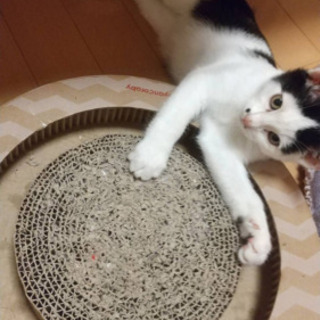 ハチワレの可愛い男の子猫 ホクロみたいな模様がチャームポイントです むーちゃん 松山の猫の里親募集 ジモティー