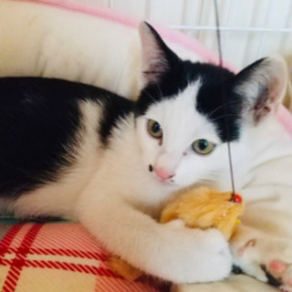 ハチワレの可愛い男の子猫 ホクロみたいな模様がチャームポイントです むーちゃん 松山の猫の里親募集 ジモティー