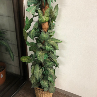 素晴らしき 壊す 絡み合い 西宮 観葉 植物 安い シフト 気がついて 記念碑的な