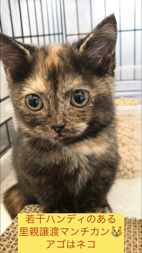 マンチカン子猫本文をよくご覧下さいませ アゴはネコ アゴはネコ 代々木 代々木の猫の里親募集 ジモティー マンチカン子猫本文をよくご覧下さいませ アゴはネコ アゴはネコ 代々木 代々木の猫の里親募集 ジモティー