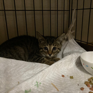 埼玉県 さいたま市の猫の里親募集 ジモティー