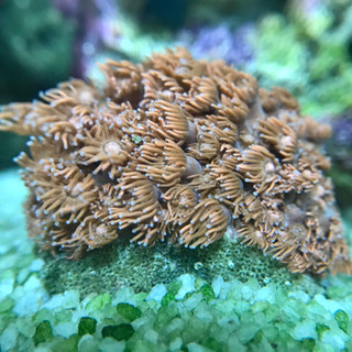 決まりました】ハナガササンゴ 蛍光レッド ブルーチップ LPS ハード