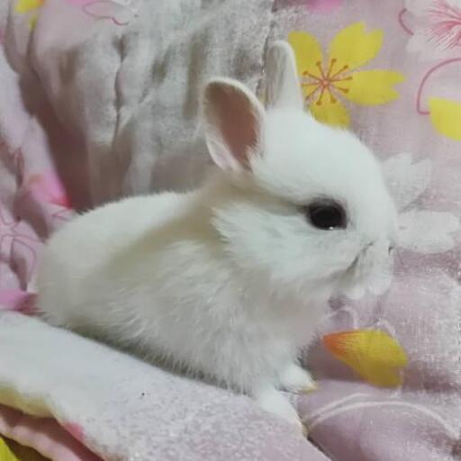 ご予約済 可愛い白うさぎ いちごま 森林公園のペットの無料広告 無料掲載の掲示板 ジモティー ご予約済 可愛い白うさぎ いちごま 森林公園のペットの無料広告 無料掲載の掲示板 ジモティー