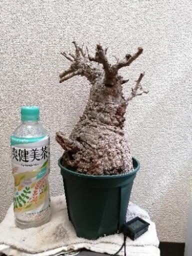 オペルクリカリアパキプス　新鮮株