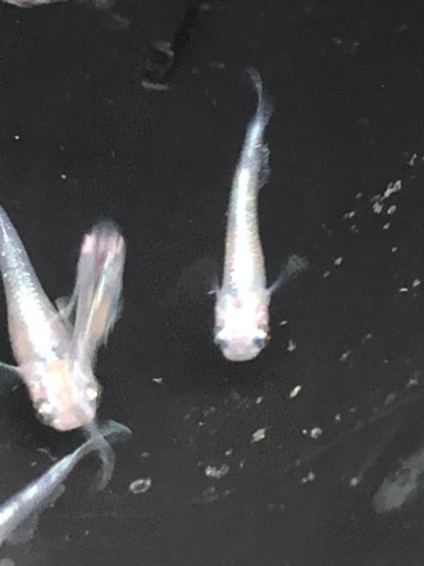 燐光メダカロングフィンメダカの卵10個 A 個前後 メダカ屋 大和郡山のその他の中古あげます 譲ります ジモティーで不用品の処分
