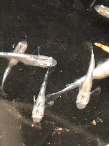 燐光メダカロングフィンメダカの卵10個 A 個前後 メダカ屋 大和郡山のその他の中古あげます 譲ります ジモティーで不用品の処分