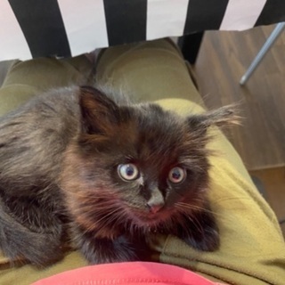 生後1ヶ月半長毛黒猫