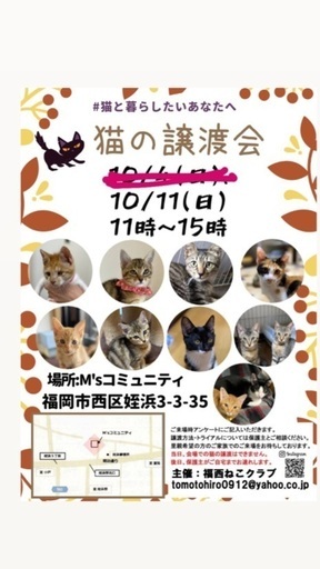 甘えん坊の男の子 10 11譲渡会 ハナハナ 姪浜の猫の里親募集 ジモティー 甘えん坊の男の子 10 11譲渡会 ハナハナ 姪浜の猫の里親募集 ジモティー
