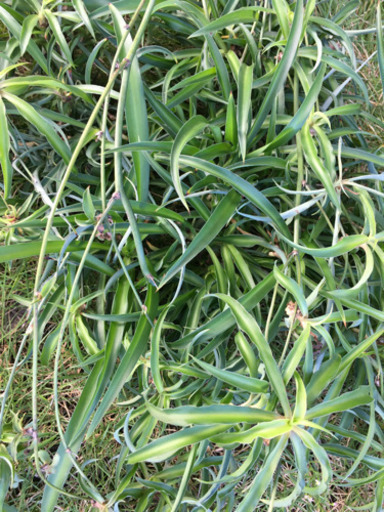 オリヅルラン子株100株以上観葉植物 多肉ごてん 端岡のその他の中古あげます 譲ります ジモティーで不用品の処分