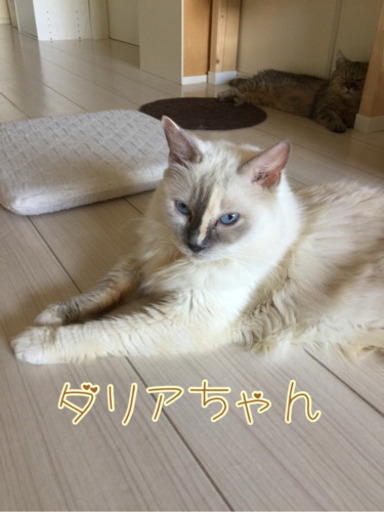 新しい形のネコカフェ Angel 豊明のペットの無料広告 無料掲載の掲示板 ジモティー 新しい形のネコカフェ Angel 豊明のペットの無料広告 無料掲載の掲示板 ジモティー