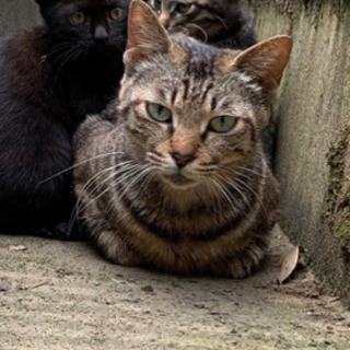 子煩悩なお母さん猫 - 河北郡