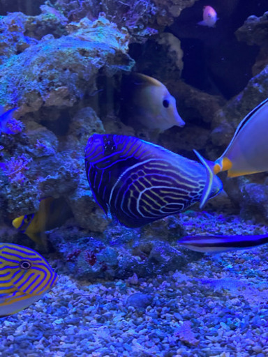 最終大幅値下げ　タテジマキンチャクダイ　半成魚　12センチ±