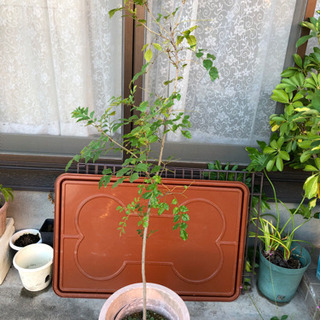 福岡県の中古シマトネリコが無料 格安で買える ジモティー