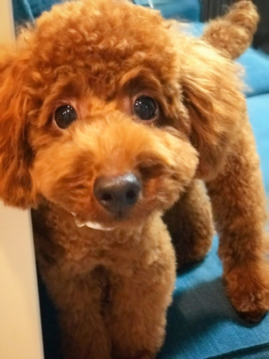 生後7ヶ月トイプードル のん 神田のトイプードルの里親募集 ジモティー