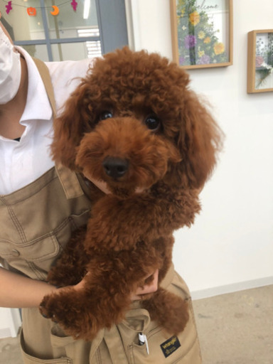 生後7ヶ月トイプードル のん 神田のトイプードルの里親募集 ジモティー