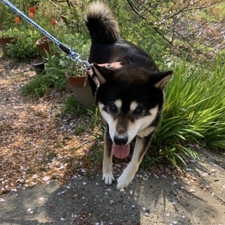 奈良県の犬の里親募集 ジモティー