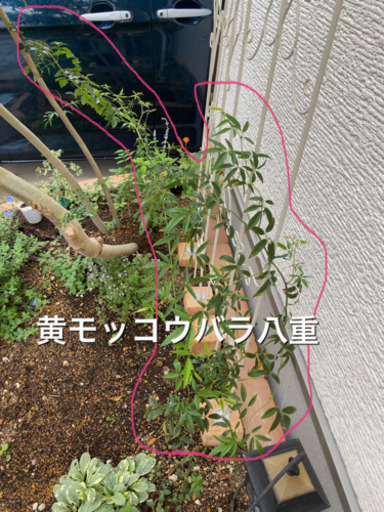 モッコウバラ苗差し上げます ちゃみ 宮前平のその他の中古あげます 譲ります ジモティーで不用品の処分