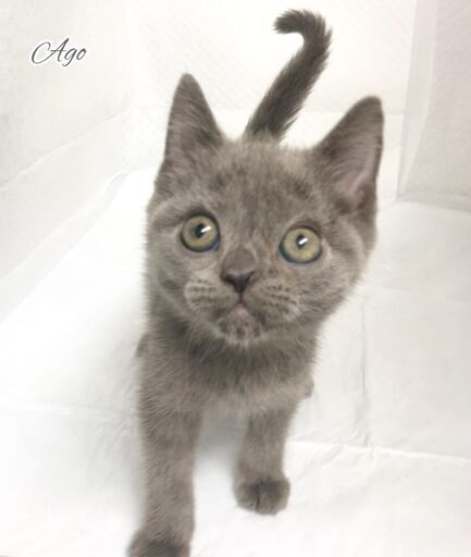 ハンディのある子猫マンチカン本文をよくご覧下さいませ アゴはネコ アゴはネコ 代々木 代々木の猫の里親募集 ジモティー ハンディのある子猫マンチカン本文をよくご覧下さいませ アゴはネコ アゴはネコ 代々木 代々木の猫の里親募集 ジモティー