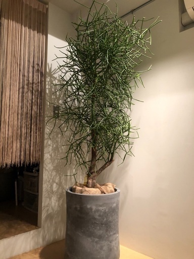 ※追記　珍しい観葉植物　ミルクブッシュ