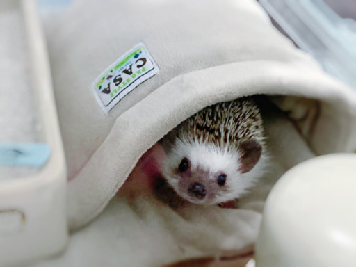 ハリネズミ ゆん 浦安のその他の里親募集 ジモティー