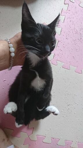 10月11日 日 三鷹で猫の譲渡会 エキゾチックな女の子 生後２ヶ月半3姉妹 手足が白い靴下 みたか123 三鷹の猫の里親募集 ジモティー