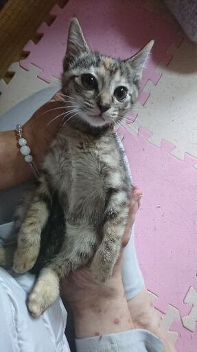 10月11日 日 三鷹で猫の譲渡会 キジトラの女の子 生後2ヶ月半 ごはんが好き みたか123 三鷹の猫の里親募集 ジモティー 10月11日 日 三鷹で猫の譲渡会 キジトラの女の子 生後2ヶ月半 ごはんが好き みたか123 三鷹の猫の里親募集 ジモティー