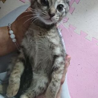 10月11日 日 三鷹で猫の譲渡会 キジトラの女の子 生後2ヶ月半 ごはんが好き みたか123 三鷹の猫の里親募集 ジモティー 10月11日 日 三鷹で猫の譲渡会 キジトラの女の子 生後2ヶ月半 ごはんが好き みたか123 三鷹の猫の里親募集 ジモティー