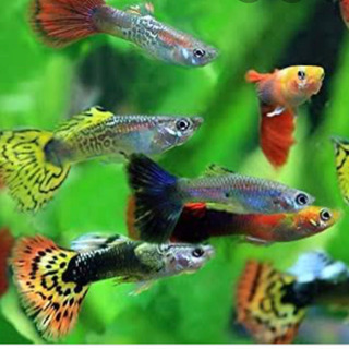 グッピー 助け合い ジモティー