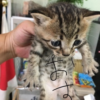 生後１ヶ月４匹猫ちゃん里親募集