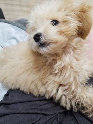 多頭飼いではない家庭を希望しております 奈良のプードルの里親募集 ジモティー