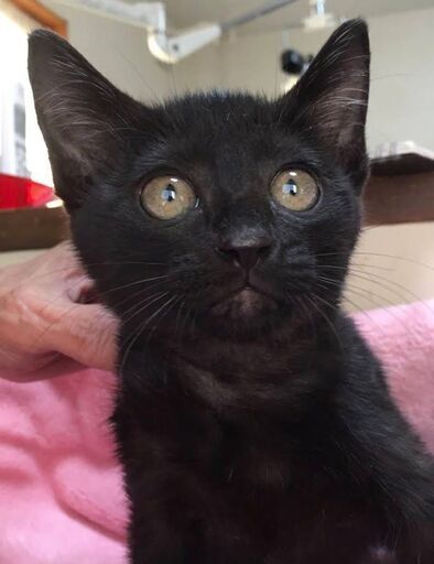 里親決定 黒猫カオルちゃん3ヶ月 リックン 防府の猫の里親募集 ジモティー 里親決定 黒猫カオルちゃん3ヶ月 リックン 防府の猫の里親募集 ジモティー
