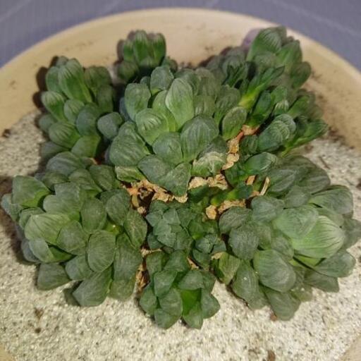 多肉植物 雫石 Azureum 吉祥寺の家具の中古あげます 譲ります ジモティーで不用品の処分