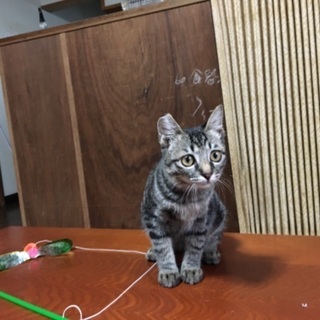 4か月のメスのキジ猫 - 宮崎市