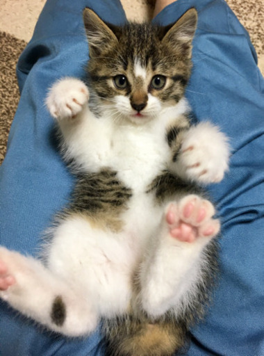 商談中 生後2ヶ月キジ白柄オス猫 ぽてと 札幌の猫の里親募集 ジモティー