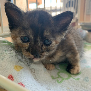 保護猫（サビ柄女の子）の里親募集しています