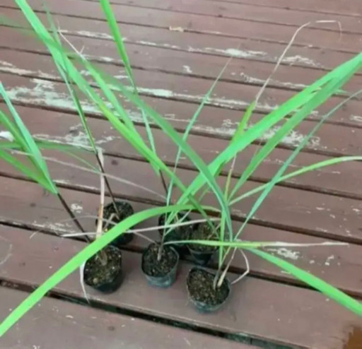 レモングラス 植物苗 ミント 最終2苗限定 みんみん 三ツ境の生活雑貨の中古あげます 譲ります ジモティーで不用品の処分