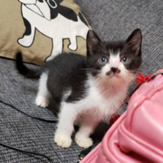 可愛い💕黒白の子猫ちゃんの里親募集 - 猫
