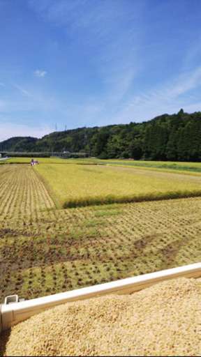 富山県産コシヒカリ 未検査米  新米  古米