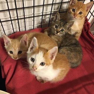 ２ヶ月の４匹の子猫達の里親募集です。