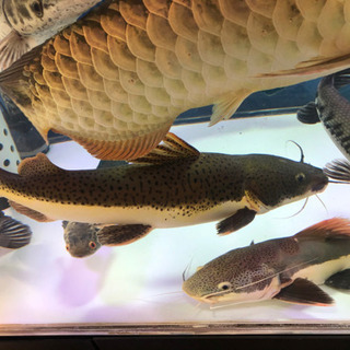 レッドテール×シャベルノーズ、ハイブリッド