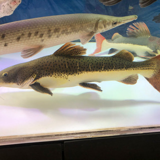 レッドテール×シャベルノーズ、ハイブリッド