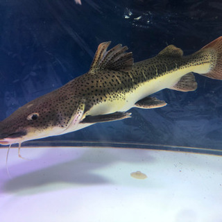 レッドテール×シャベルノーズ、ハイブリッド