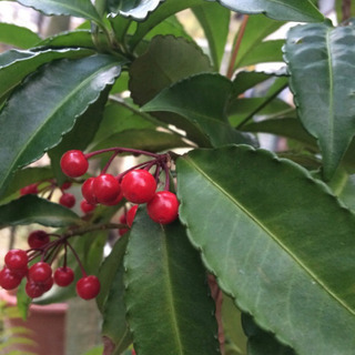 観葉植物　万両