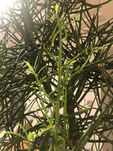 追記 珍しい観葉植物 ミルクブッシュ